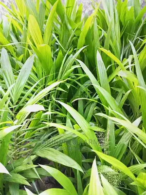 Dwarf Hybrid Oil Palm Seedlings-2yesrs Old.