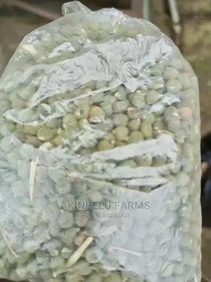 Organic Okro Seed With Higher Germination Percentage.