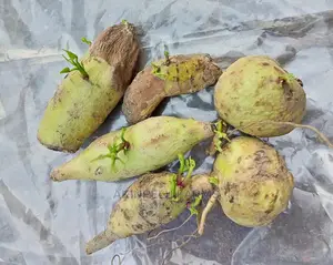 Potato Sprout.