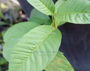 Hybrid Dwarf Guava