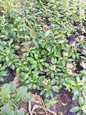 Beautiful Flowers That Beautify Your Environment