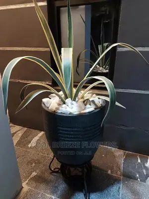 Indoors FLOWER Beautification