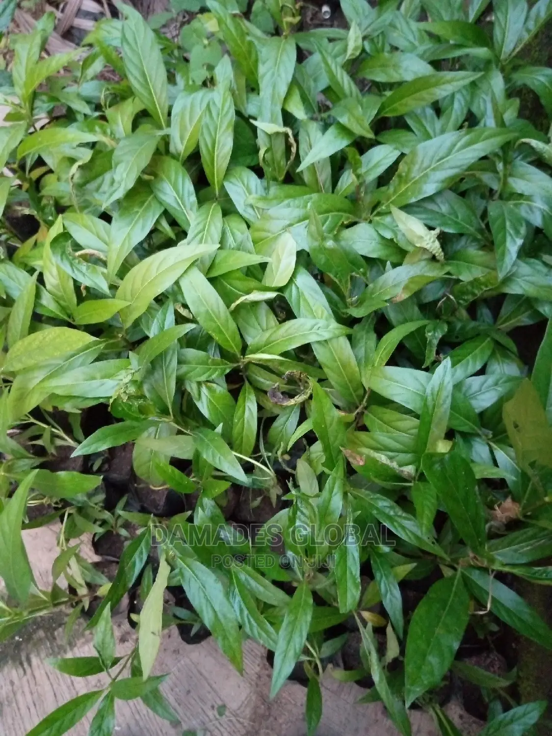 Noni Seedlings
