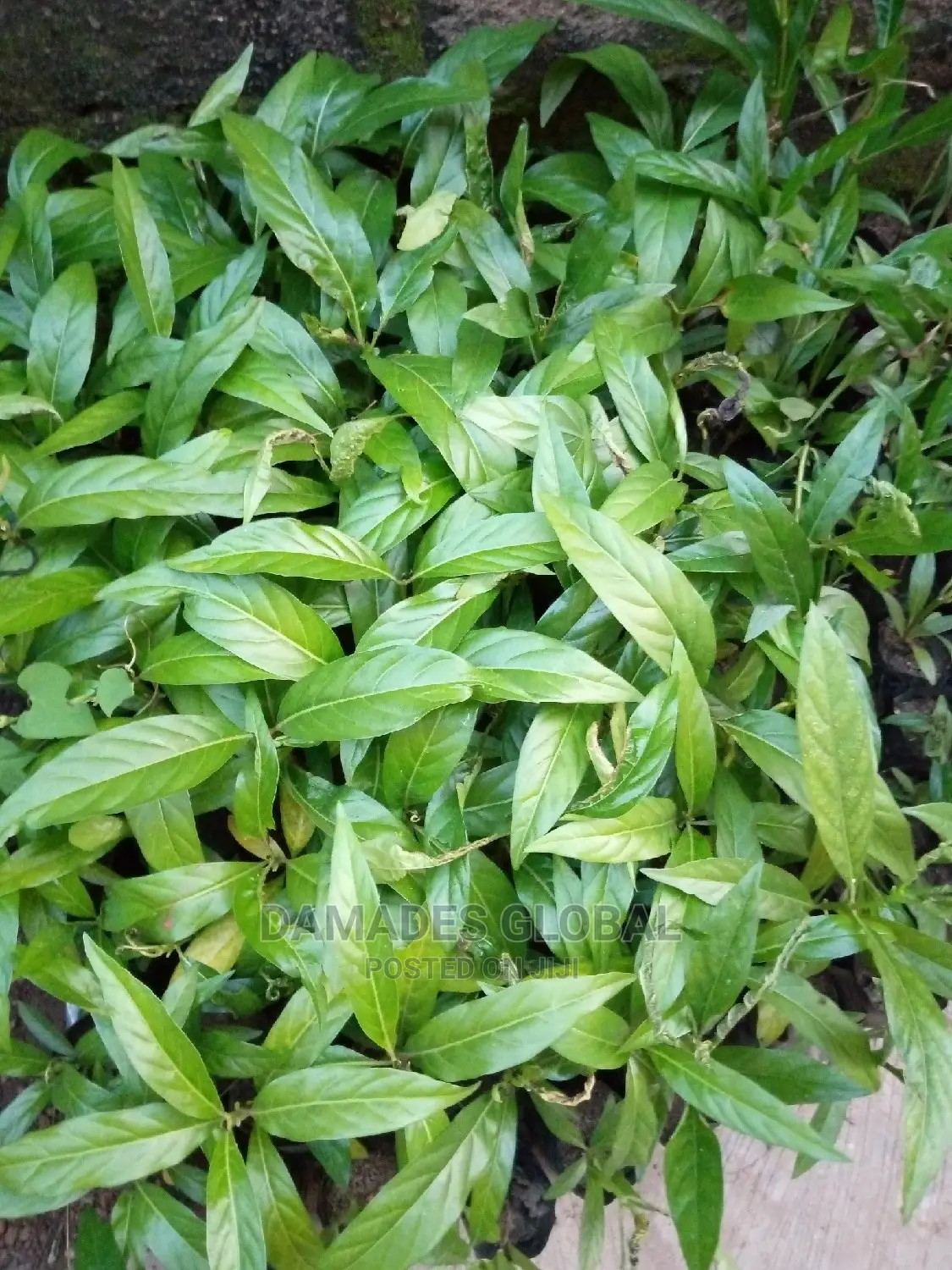 Noni Seedlings