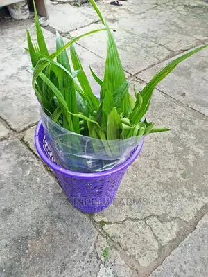 Coconut and Other Orchard Seedlings