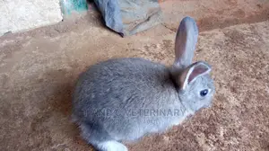 American Chinchilla Pet Exotic Rabbit