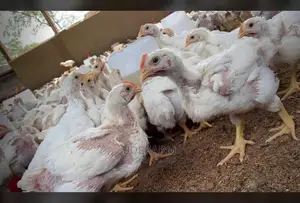 Broiler 4wks