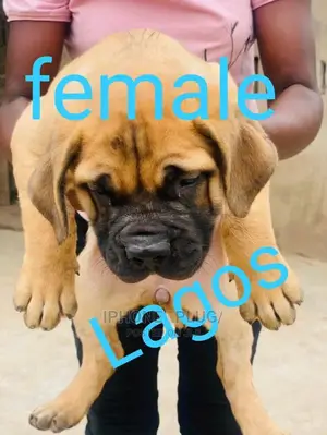 1-3 months Female Purebred Boerboel