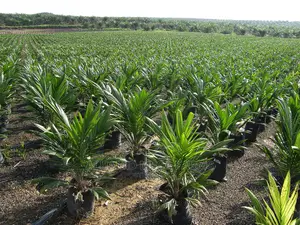 Supergene Palm and Improve Tenera Varieties for Sale