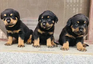 1-3 months Female Purebred Rottweiler