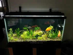 Lovely Aquarium