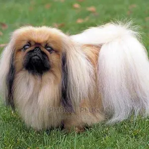 1-3 Month Female Purebred Pekingese