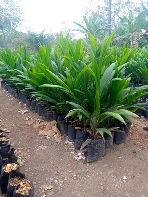 Hybrid Supergene Seedlings