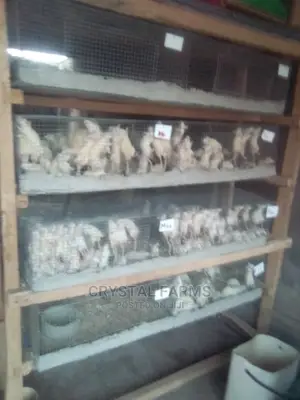 Albino Wister Lab Rat Available for Sale