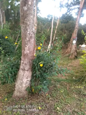 Flower- Trees