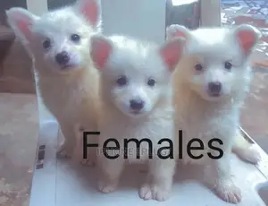 1-3 months Female Purebred American Eskimo