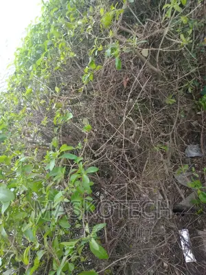 Fumigation, Weed And Pest Control