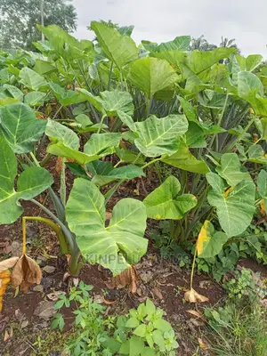 COCOYAM Suckers