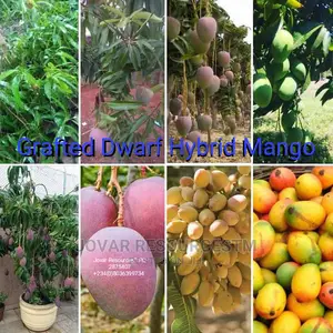 Best Grafted Dwarf Improved Mango Seedling Double Grafted
