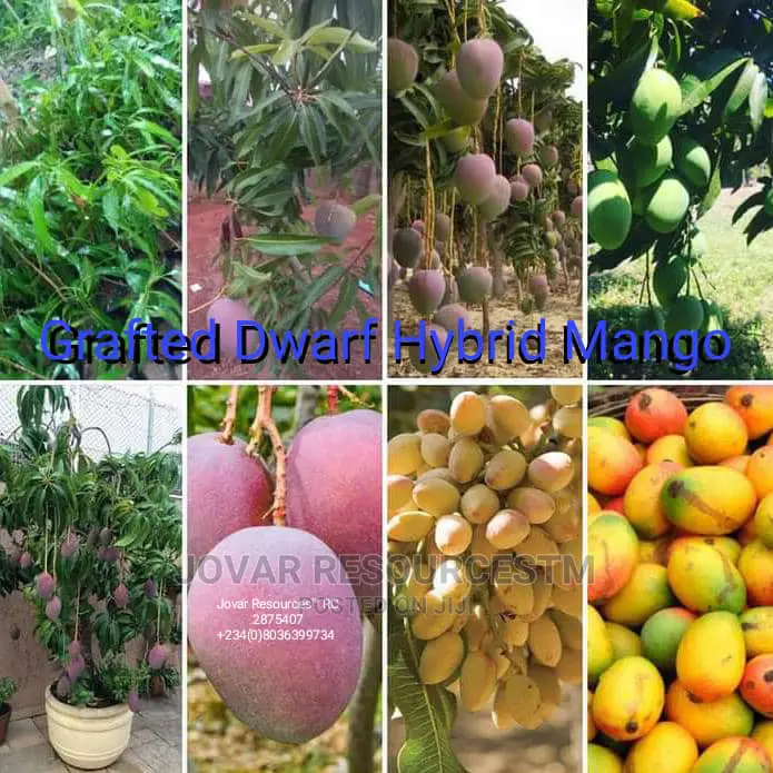 Best Grafted Dwarf Improved Mango Seedling Double Grafted