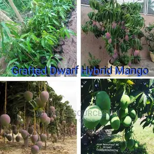 Best Grafted Dwarf Improved Mango Seedling Double Grafted