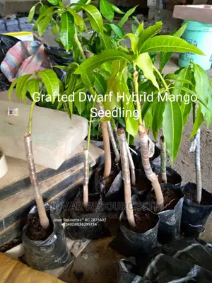 Best Grafted Dwarf Improved Mango Seedling Double Grafted