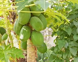 Dwarf Pawpaw