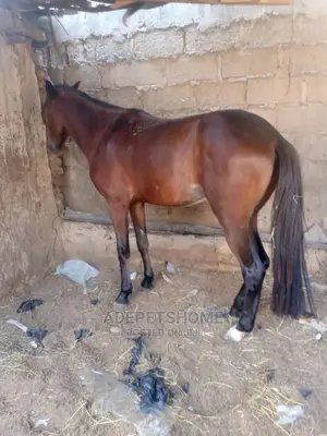 Chadian Horse For Sale