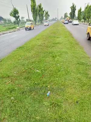 Carpet Grass Sales and Planting.