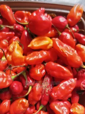 Hot Pepper Seeds/Seedlings