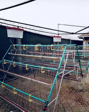 Rabbit and Bactary Cage