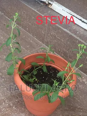 Organic Potted Plants (Herbs and Vegetables )