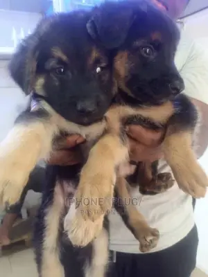 3-6 months Male Purebred German Shepherd