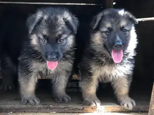 3-6 months Male Purebred German Shepherd