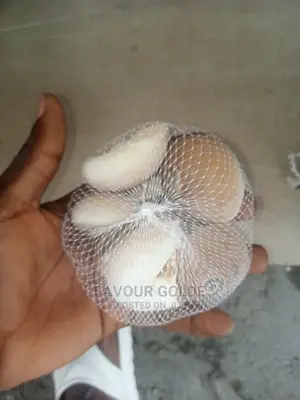 Aquarium Shells