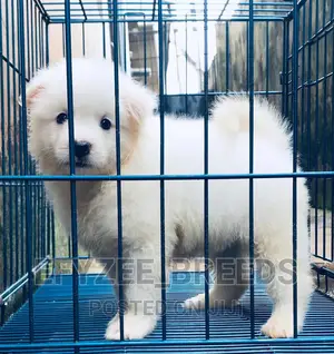 1-3 Month Male Purebred American Eskimo