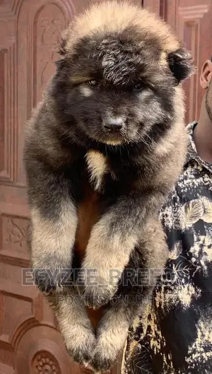 1-3 months Male Purebred Caucasian Shepherd