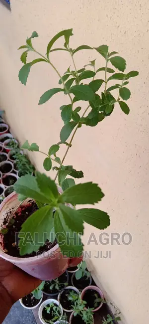 Stevia Seedlings