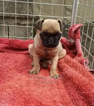 3-6 Months Female Purebred Pug