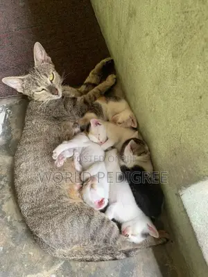 1-3 months Male Purebred Bengal