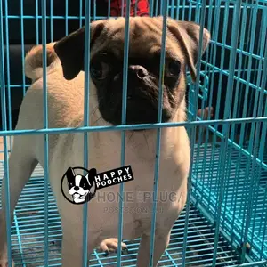 1+ Year Female Purebred Pug