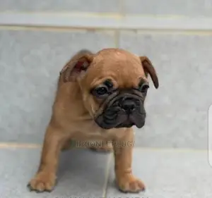 1+ Year Female Purebred French Bulldog