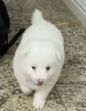 1-3 months Male Purebred American Eskimo