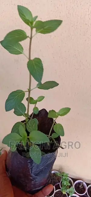 Peppermint Seedlings