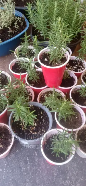 Rosemary Seedlings (Wholesale)