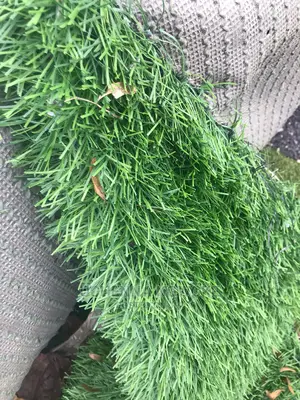 Quality Stock Europe Grass