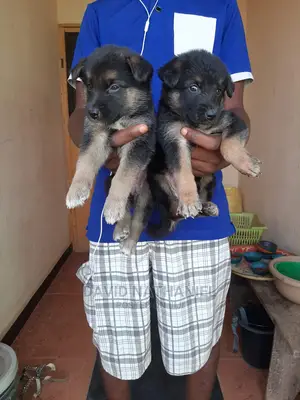 0-1 month Female Purebred German Shepherd