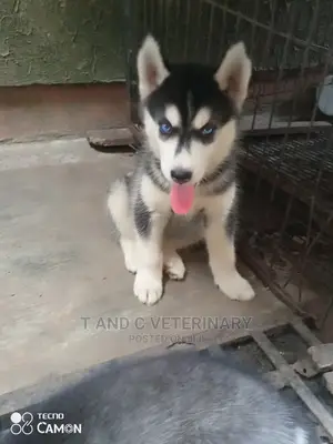 1-3 months Female Purebred Siberian Husky