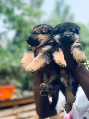 1-3 months Female Purebred German Shepherd