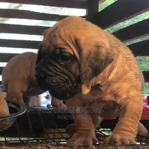 3-6 months Female Purebred Boerboel